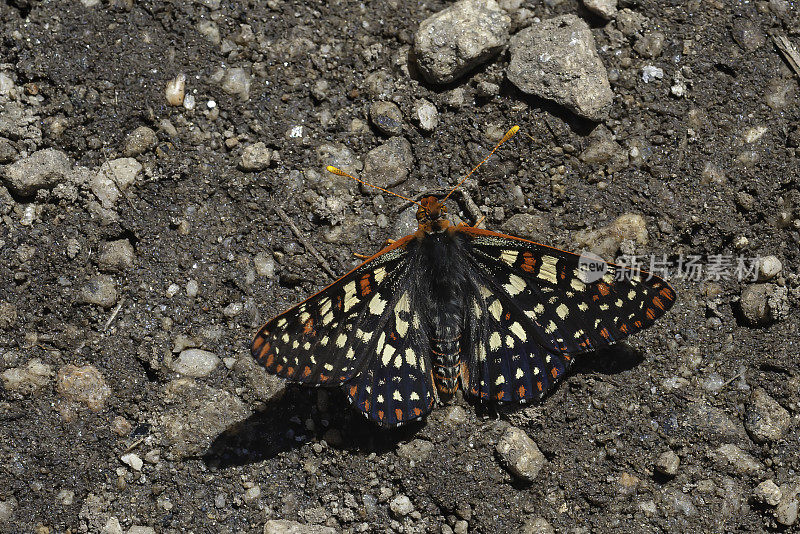 变斑蝶(Euphydryas chalcedona)是一种蝴蝶，常见于北美西部，从阿拉斯加到下加利福尼亚，从落基山脉到太平洋。加州约塞米蒂国家公园。